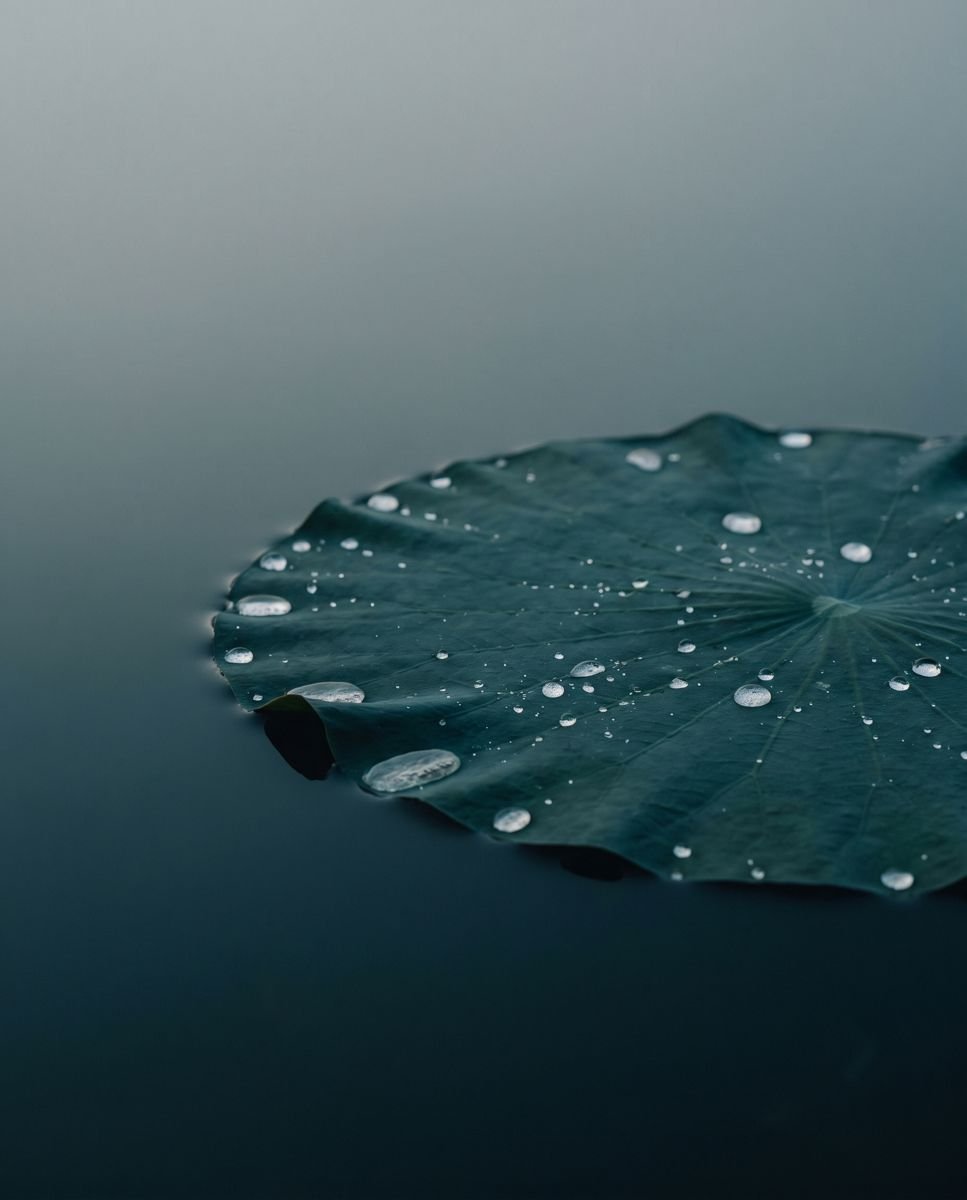 Lotus leaf on still water in soft fog